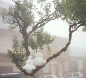 Foto da Neve em 1999